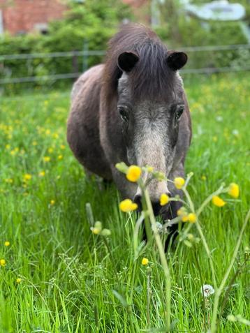 Paardrijles (pony initiatie)  beschikbaar voor biedingen