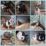 Middelgrote konijnen 9 weken, Dieren en Toebehoren, Augustus, Geslacht onbekend