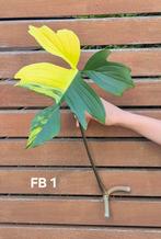 Philodendron florida beauty, Ophalen of Verzenden