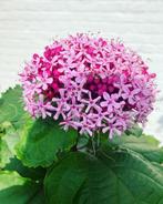 Pindakaasplant clerodendrum bungei, Tuin en Terras, Ophalen