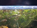 Guppy, Dieren en Toebehoren, Vis, Zoetwatervis, Schoolvis