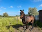 Paard te koop/adoptie – lieve senior zoekt rustig thuis, Dieren en Toebehoren, Paarden, Ruin, Niet van toepassing, 11 jaar of ouder