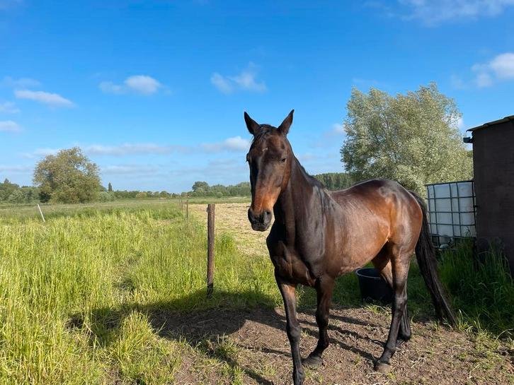 Paard te koop/adoptie – lieve senior zoekt rustig thuis, Dieren en Toebehoren, Paarden, Ruin, Niet van toepassing, 165 tot 170 cm