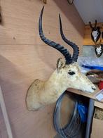 Impala springbok blesbok mountenreebok, Antiek en Kunst, Curiosa en Brocante, Ophalen