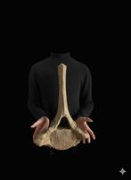 Énorme vertèbre de mammouth, Fossile