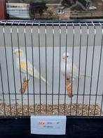 Kanaries, Dieren en Toebehoren