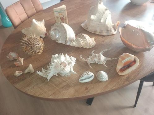 Zeldzame zeeschelpen/fosielen, Verzamelen, Mineralen en Fossielen, Ophalen of Verzenden