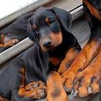Dobermann puppy's te koop, Dieren en Toebehoren, België, Fokker | Hobbymatig, Overige rassen, 8 tot 15 weken