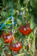 Tomaat beautiful dreamer (5 zaden), Tuin en Terras, Ophalen of Verzenden