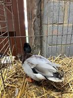 Hollandse kwaker wildkleur, Dieren en Toebehoren, Mannelijk, Eend