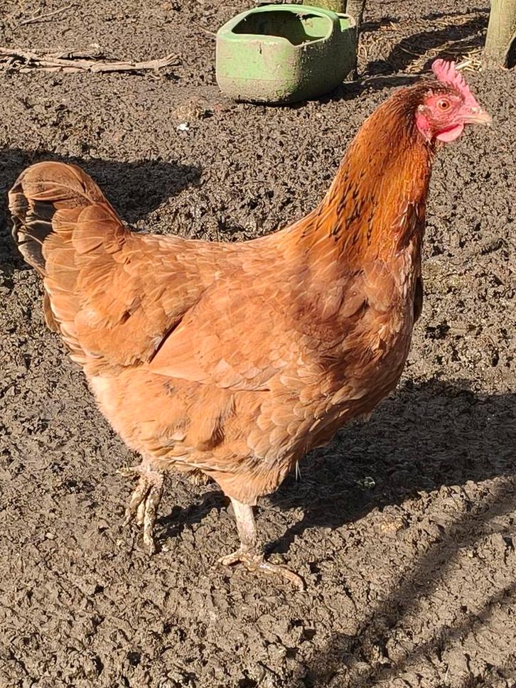 Twee hennen, Dieren en Toebehoren, Pluimvee