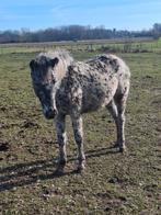 Apalousa merrie, Dieren en Toebehoren, Merrie, M