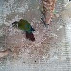 Koppel pyrhurras te koop., Dieren en Toebehoren, Tam