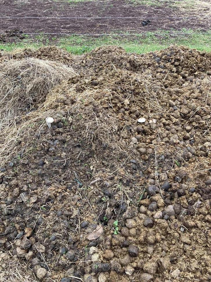 Gratis paardenmest Zottegem, Tuin en Terras, Aarde en Mest, Mest, Ophalen