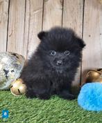 Chiot de poméranie/pompon / petit loulou, Loulou, Plusieurs, Parvovirose, Belgique