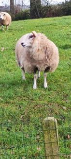 Schaap, Dieren en Toebehoren, Schapen, Geiten en Varkens, Vrouwelijk, Schaap, 0 tot 2 jaar