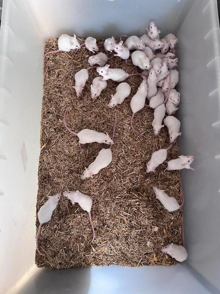 Voedermuizen, Dieren en Toebehoren, Reptielen en Amfibieën, Slang, 0 tot 2 jaar, Tam