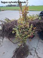 ‼️Beuk fagus sylvatica aan promoprijzen ‼️, Jardin & Terrasse, Plantes | Arbres, Enlèvement