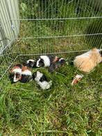 Keuze uit jonge cavia’s, Dieren en Toebehoren, Knaagdieren, Cavia, Juni, Meerdere dieren, Tam