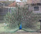 Prachtig koppel blauwe pauwen, Meerdere dieren