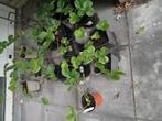 aardbei planten, Ophalen, Vaste plant, Fruitplanten