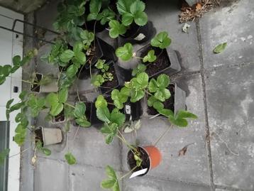aardbei planten beschikbaar voor biedingen