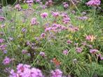 Verbena Bonariensis een vlinder en bijenmagneet, Volle zon, Vaste plant, Zomer, Ophalen