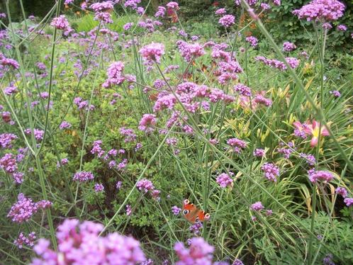 Verbena Bonariensis een vlinder en bijenmagneet, Tuin en Terras, Planten | Tuinplanten, Vaste plant, Overige soorten, Volle zon