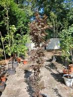 japanse esdoorn, Tuin en Terras, Planten | Bomen, Ophalen, Halfschaduw, Zuilboom, 100 tot 250 cm