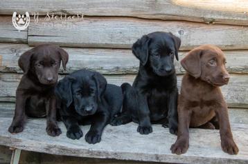 labrador pups, beide ouders zijn hier aanwezig beschikbaar voor biedingen