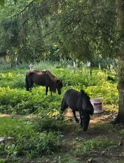Weide gezocht winter (Laren, Lummen), Dieren en Toebehoren, Pony's