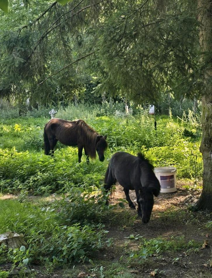 Weide gezocht winter (Laren, Lummen), Dieren en Toebehoren, Pony's