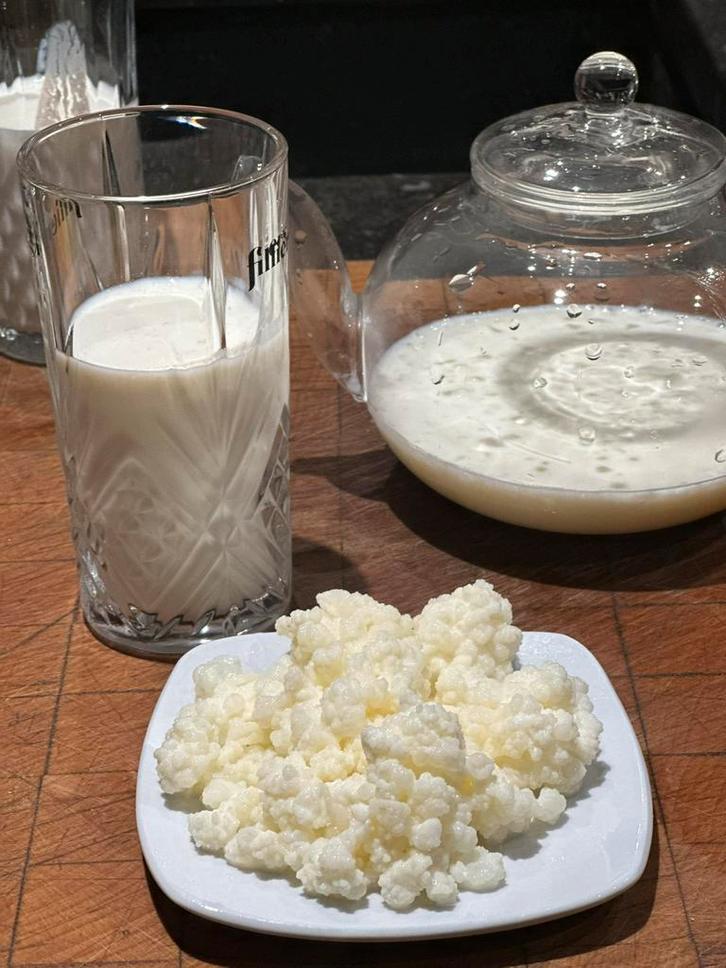 verse Melkkefir “ook wel yoghurtbloemetjes genoemd”, Diversen, Levensmiddelen, Ophalen