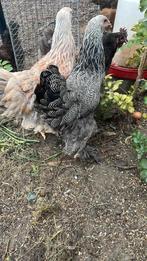 zang haantjes, Dieren en Toebehoren, Pluimvee