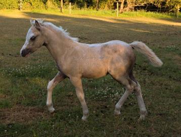 Palomino Welsh merrie veulen 🩷 beschikbaar voor biedingen