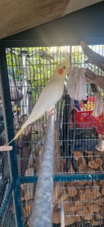 Mooie valkparkieten te koop, Dieren en Toebehoren, Meerdere dieren, Parkiet