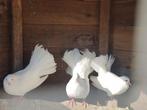 Jonge witte pauwstaart sierduif, Dieren en Toebehoren, Vogels | Duiven