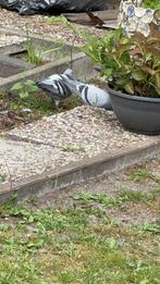 Duiven, Dieren en Toebehoren, Vogels | Duiven