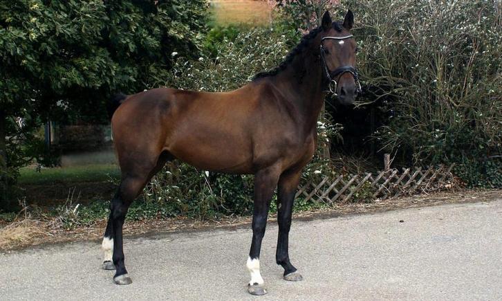 Knappe kwpn'er, Dieren en Toebehoren, Pony's, Ruin, B, E pony (1.48m - 1.57m), Recreatiepony, 3 tot 6 jaar, Met stamboom, Gechipt