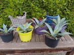 Agave Americana plantjes, Tuin en Terras, Ophalen