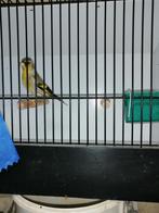 sijs X distelvink kampioenvogel