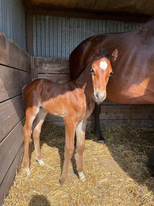 Spring gefokte hengsten veulens, Dieren en Toebehoren, Paarden, Hengst, Onbeleerd, 0 tot 2 jaar, Springpaard, Met stamboom, Gechipt