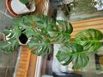 Monstera bonte albo-plant, Huis en Inrichting, Ophalen, 100 tot 150 cm, Halfschaduw, In pot