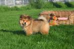 Chow-chow kruising keeshond pups, Dieren en Toebehoren, België, Reu, 8 tot 15 weken, CDV (hondenziekte)