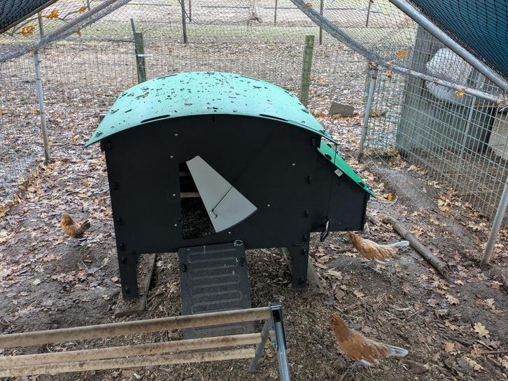 Kippenhok nestera, Animaux & Accessoires, Volatiles | Accessoires, Comme neuf, Enlèvement ou Envoi