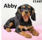 Abby, magnifique petite femelle Cavalier King Charles à vend, 15 semaines à 1 an, Parvovirose, Chienne, Pékinois ou Épagneul nain