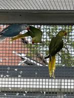 Halsbandparkiet, Dieren en Toebehoren, Vogels | Parkieten en Papegaaien