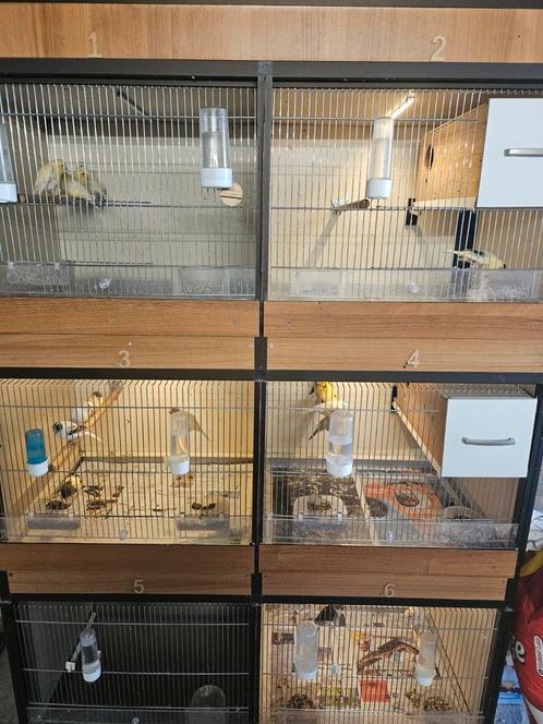 5 koppel kanaries + 9 jong kanaries 2025 + 6-delig broedkooi, Dieren en Toebehoren, Vogels | Kanaries, Meerdere dieren
