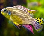 Pelvicachromis taeniatus moliwe - gezocht, Dieren en Toebehoren, Vissen | Aquariumvissen