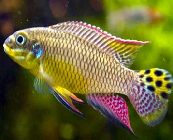 Pelvicachromis taeniatus moliwe - gezocht beschikbaar voor biedingen